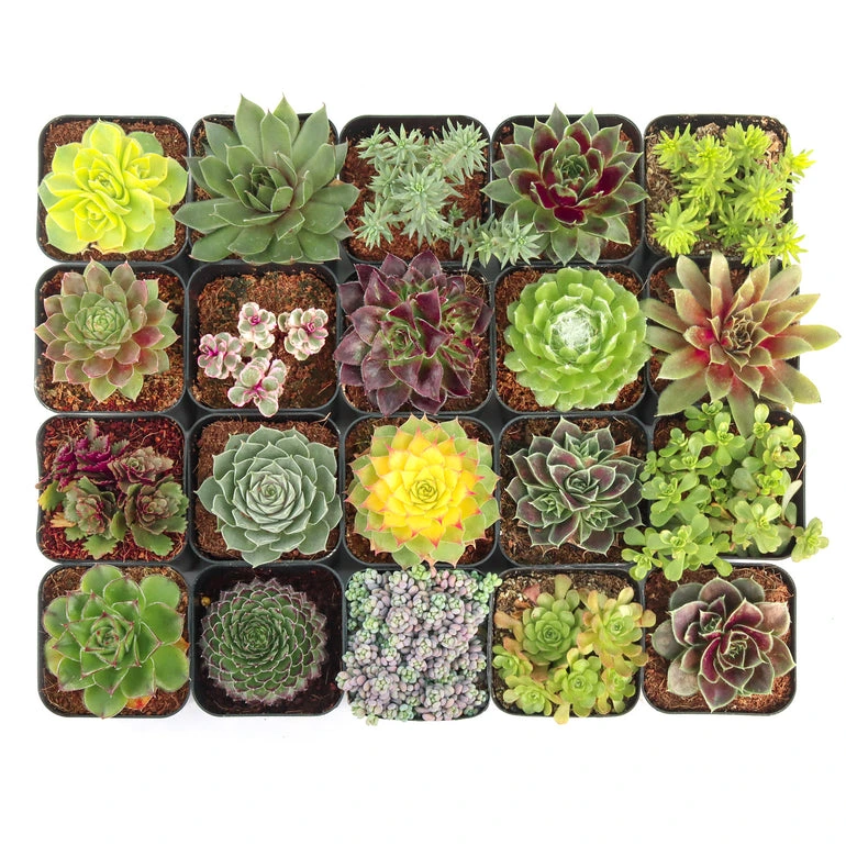 Leaf & Clay Review